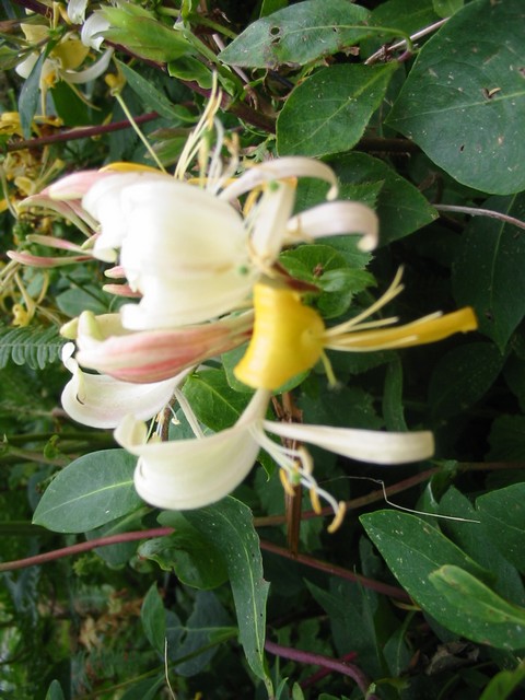 fleur.jpg