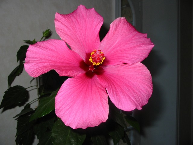 hibiscus.jpg