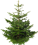 sapin.png