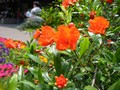 Fleurs de grenadier dans un parterre